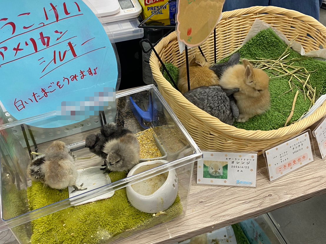販売ブースに並ぶネザーランドドワーフと烏骨鶏のひよこ