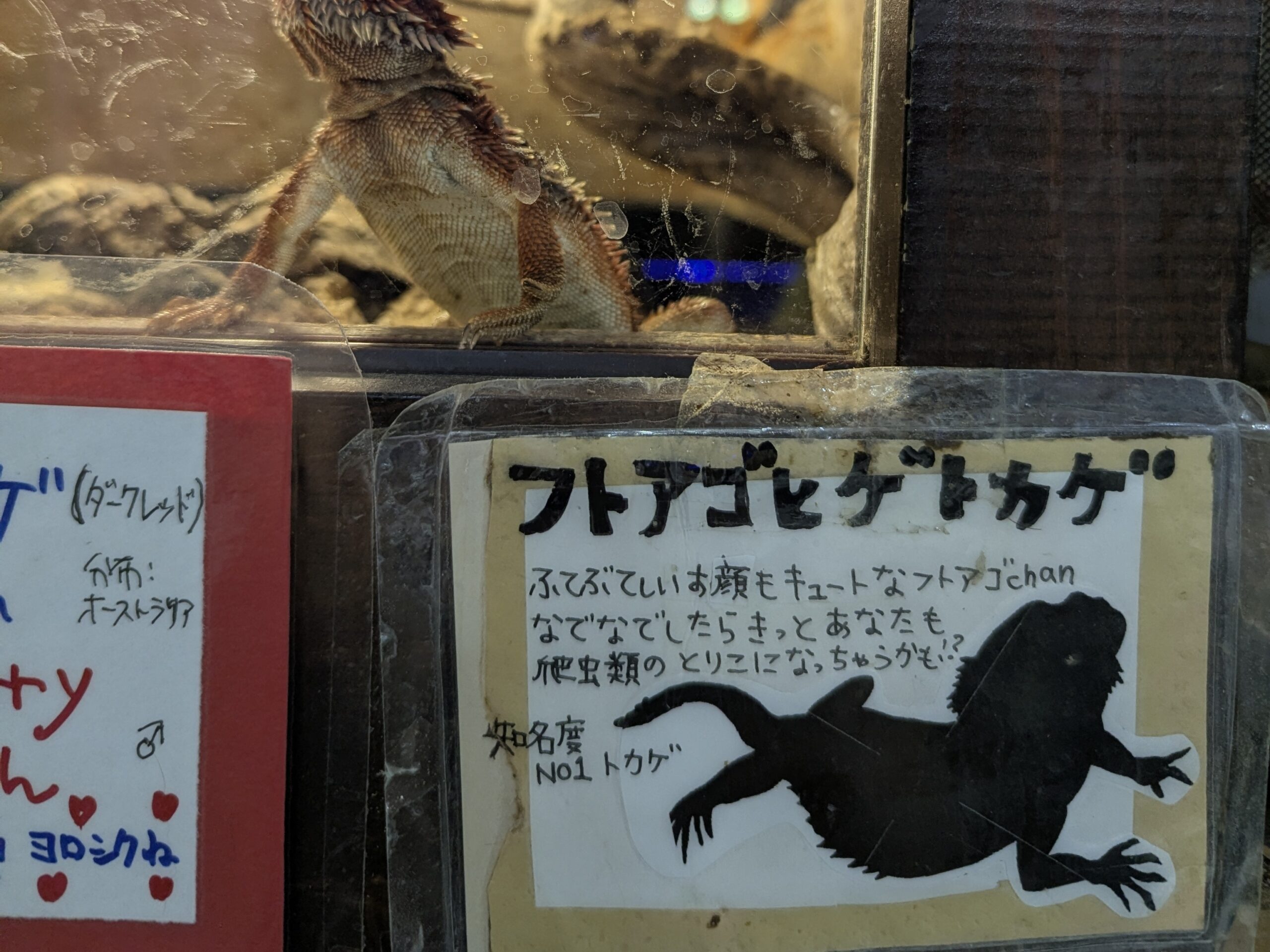 フトアゴヒゲトカゲのケージと手書きの紹介カード