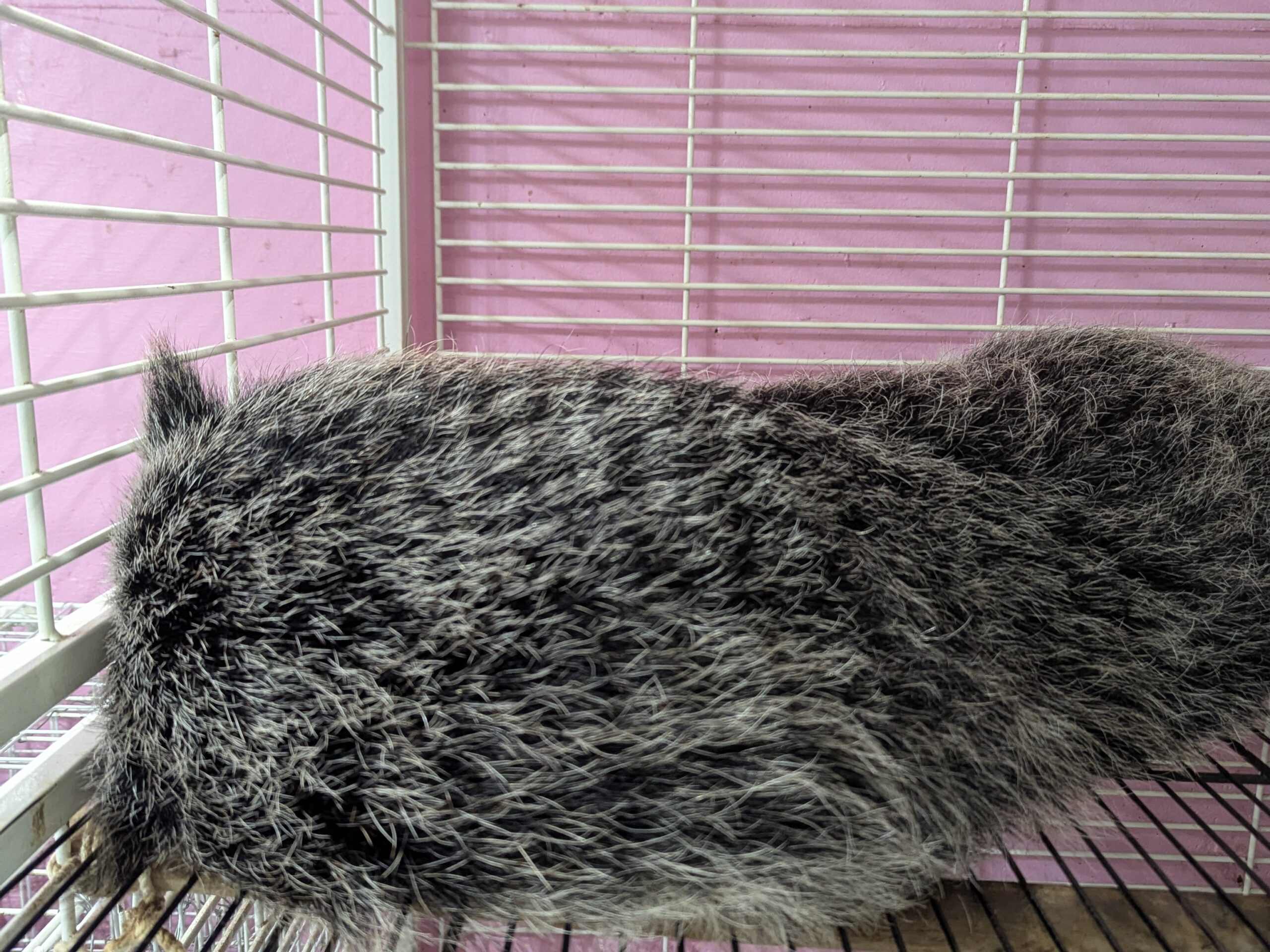 ケージの上で丸くなって眠る、黒くふさふさした毛並みのビントロング「ポップコーンちゃん」