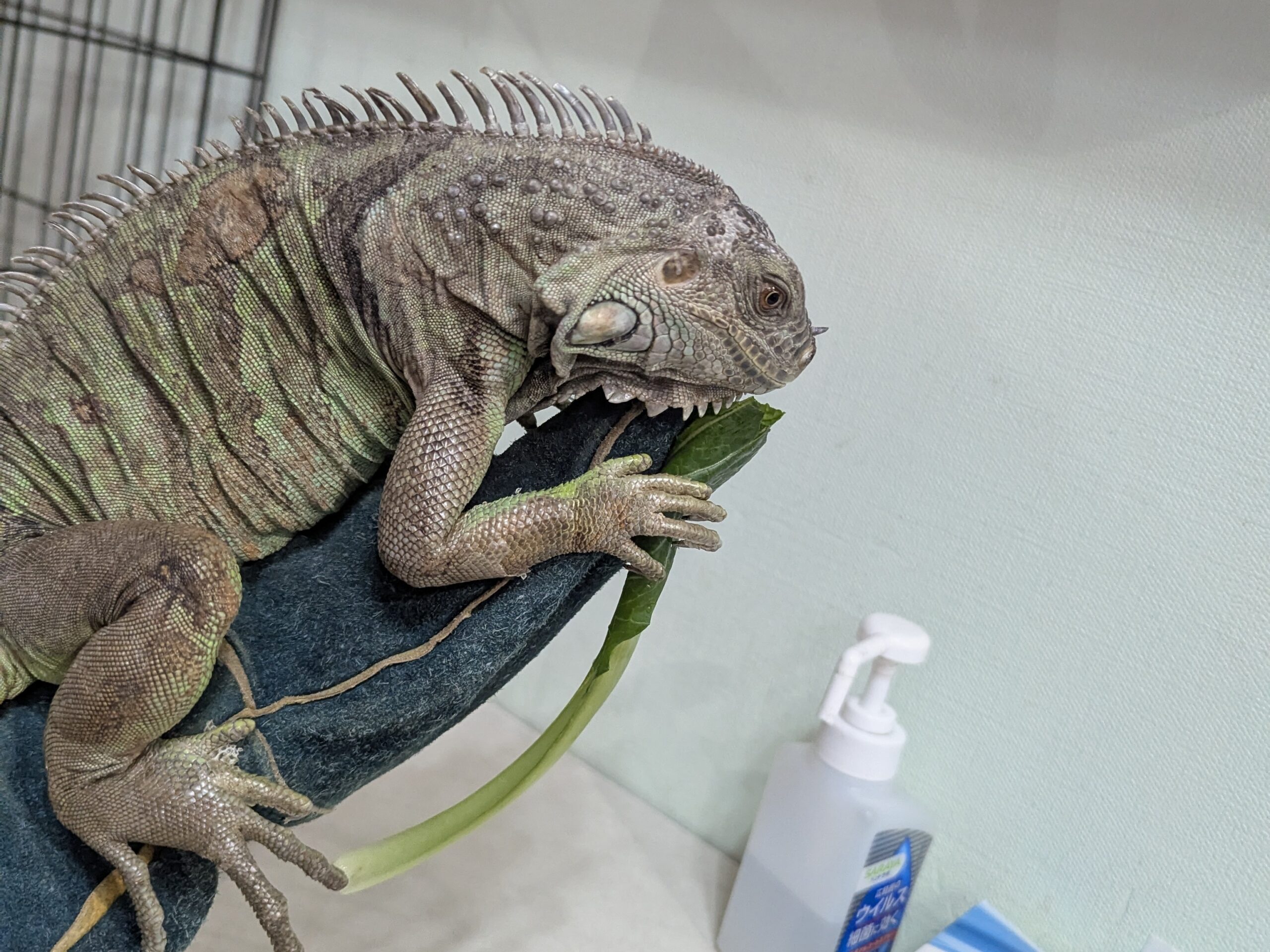 革製グローブの上でイグアナのジュラくんが葉っぱを食べている