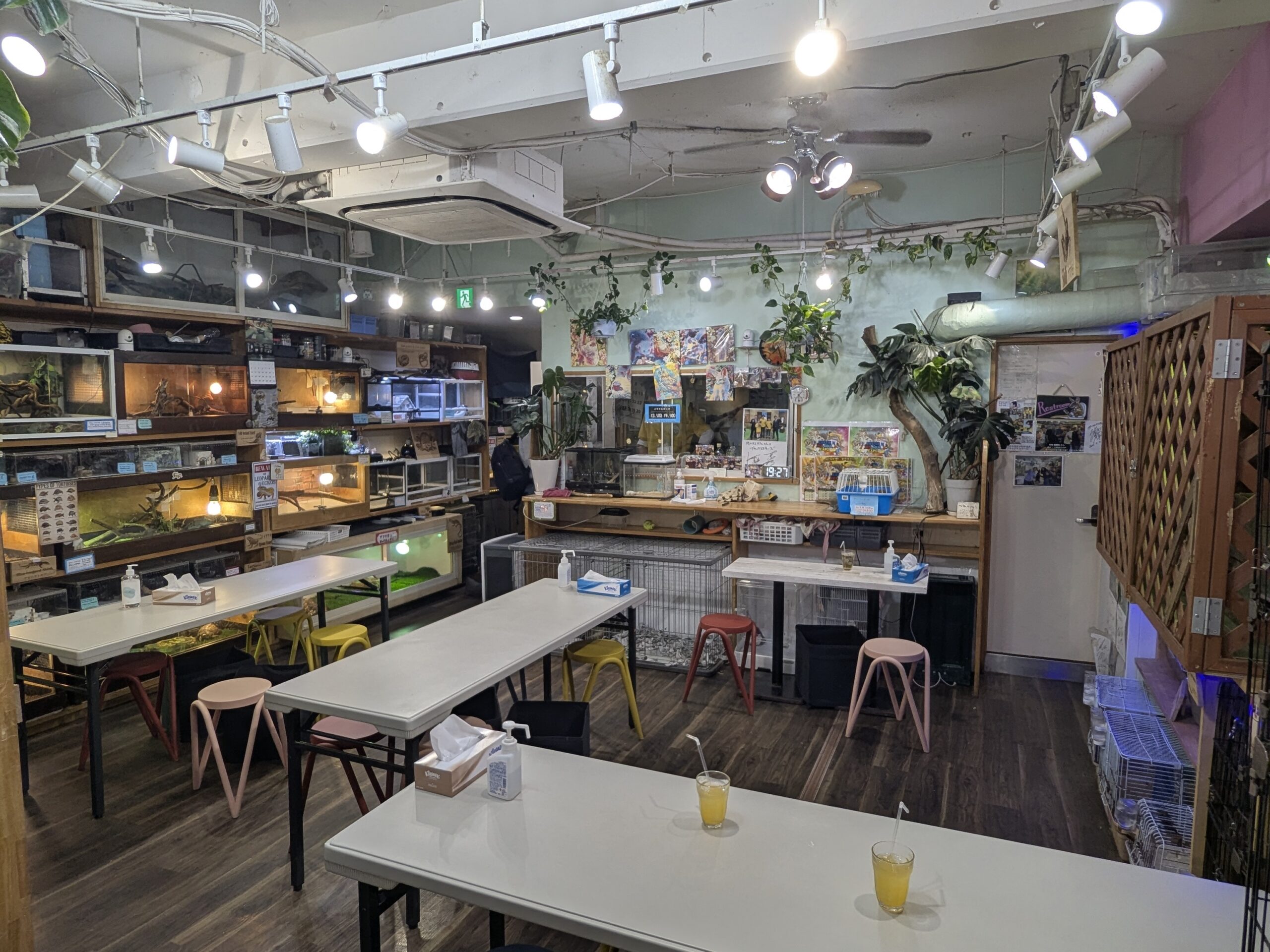 爬にまるカフェの店内。テーブル席の周囲にケージが並び、植物やライトで装飾されている