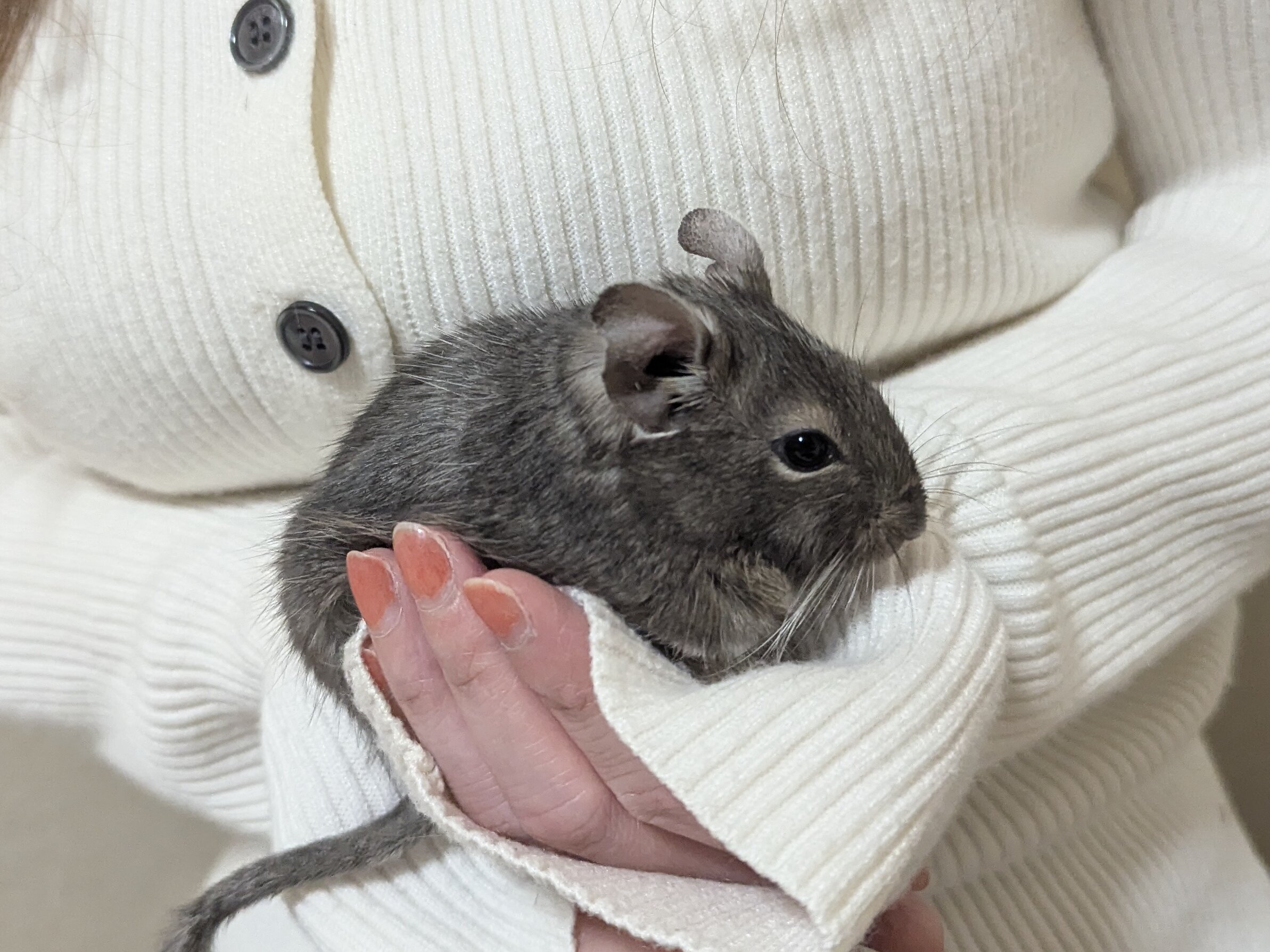 白いニットの袖の上で抱かれるブルーのデグー