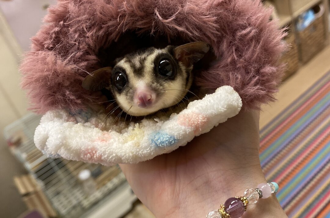 もこもこポーチから顔を出すフクロモモンガ。目の周りの黒いフェイスラインや頭頂部のストライプなど、ノーマルカラーの特徴がよくわかる