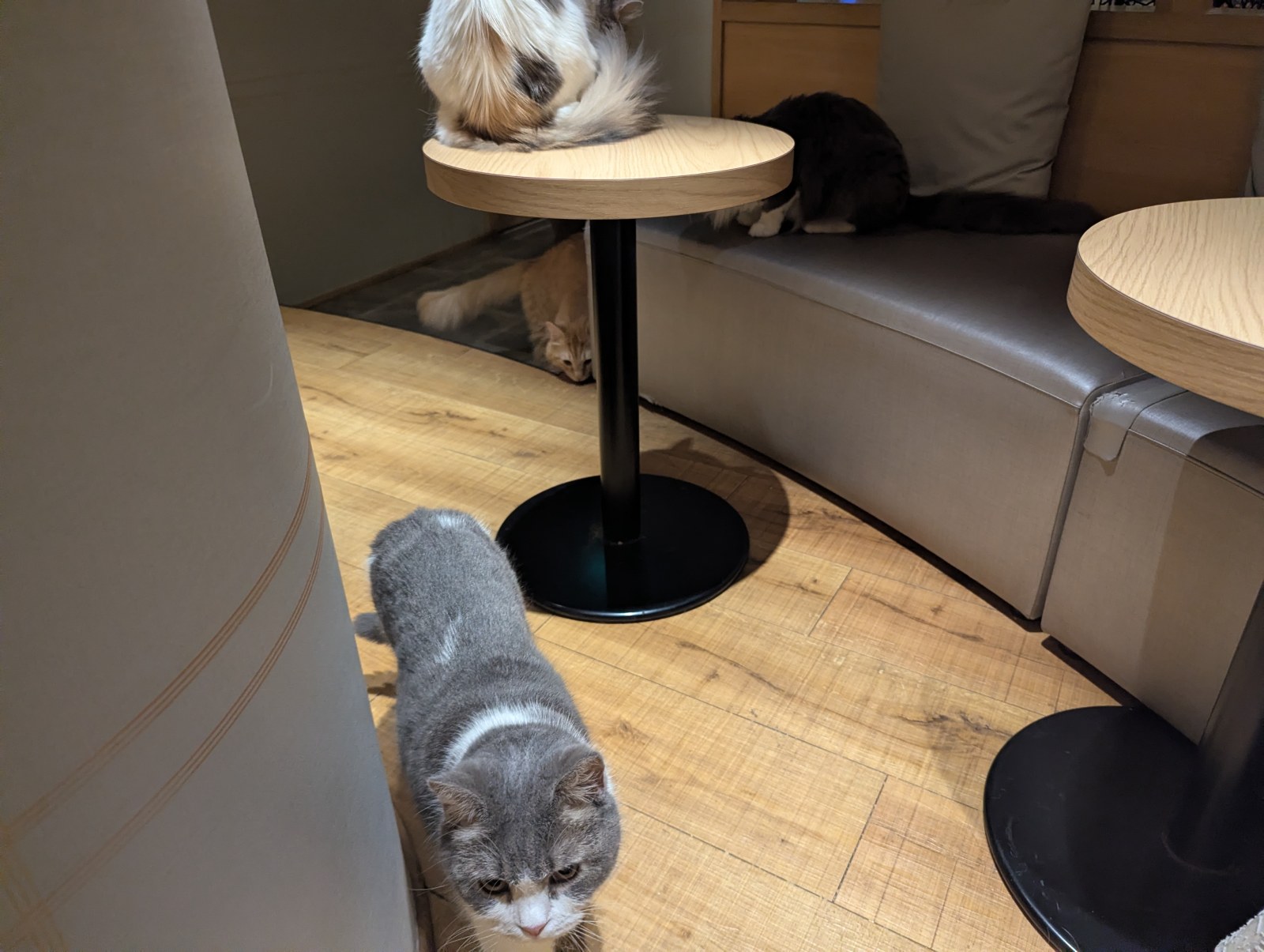 猫カフェモカラウンジ新宿店で、フローリングの床を歩くグレーの猫と、丸テーブルやソファでくつろぐ猫たち