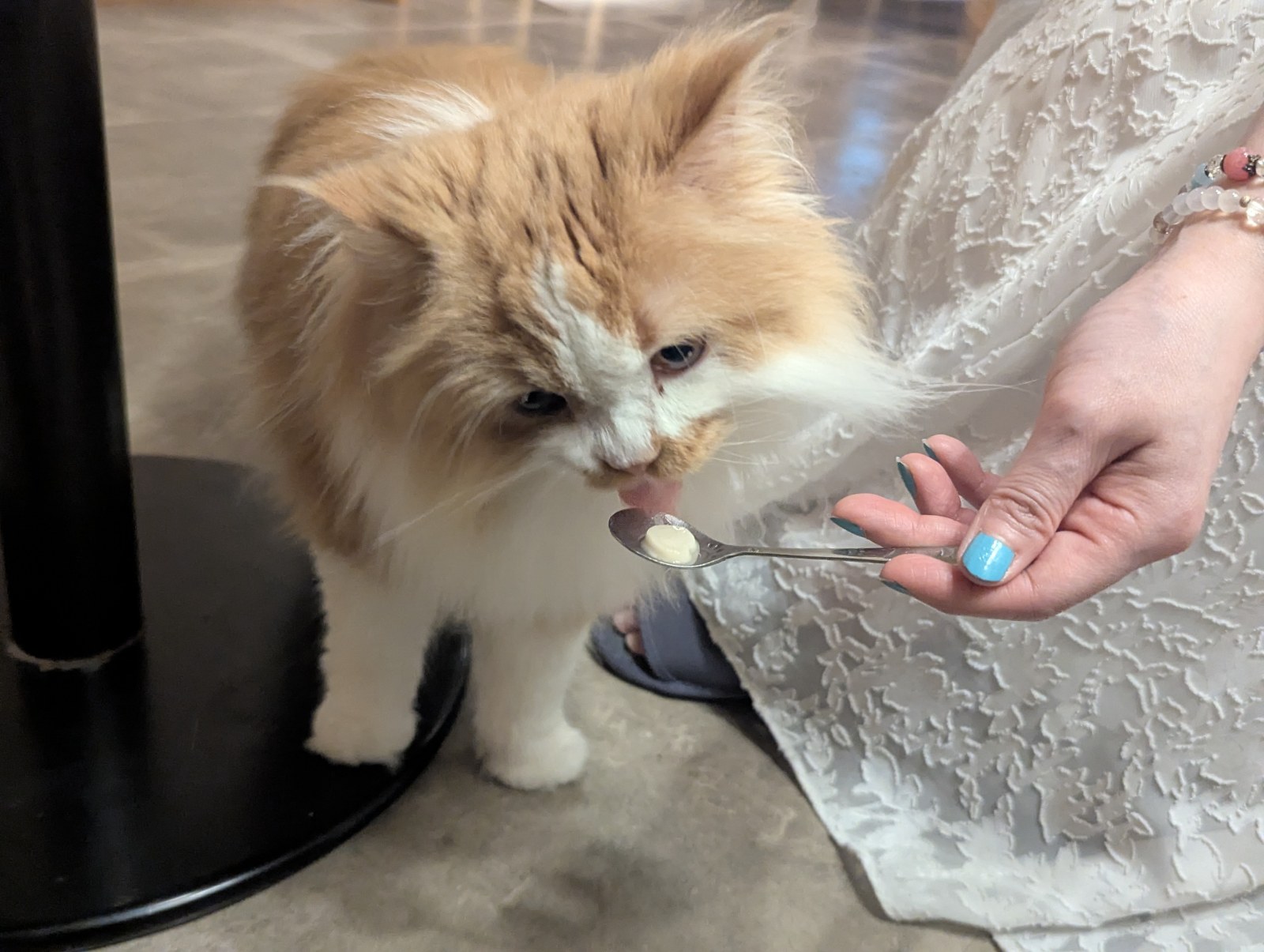 クリーム色の長毛の子猫が、スプーンにのった猫用おやつを夢中で舐めている