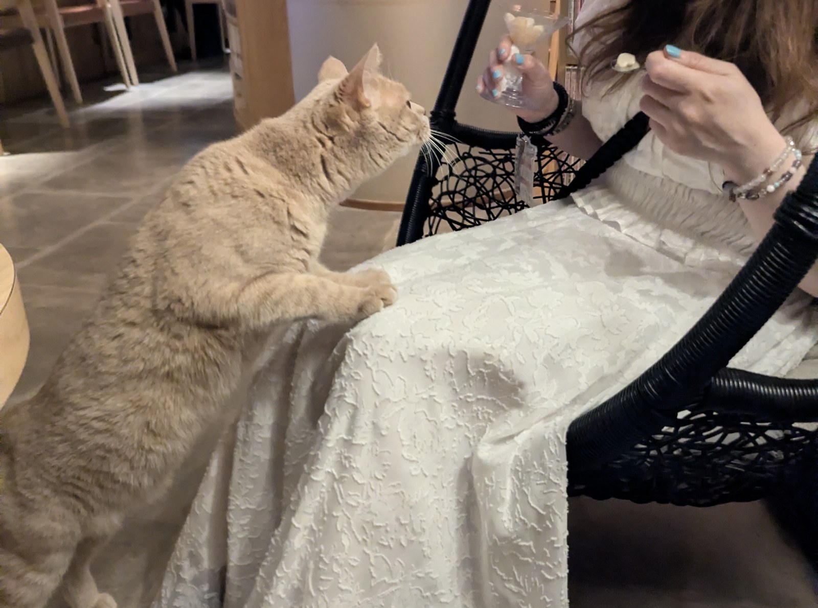 クリーム色の猫が前足を上げ、右側に座る人が持つカクテルグラスの猫用おやつに顔を近づけている