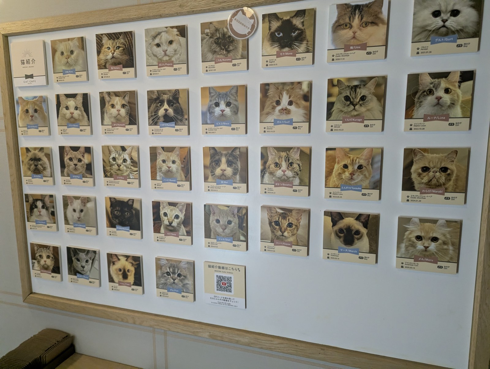 猫カフェモカラウンジ新宿店の壁一面に並ぶ、在籍する猫たちの名前と写真入りの紹介カード